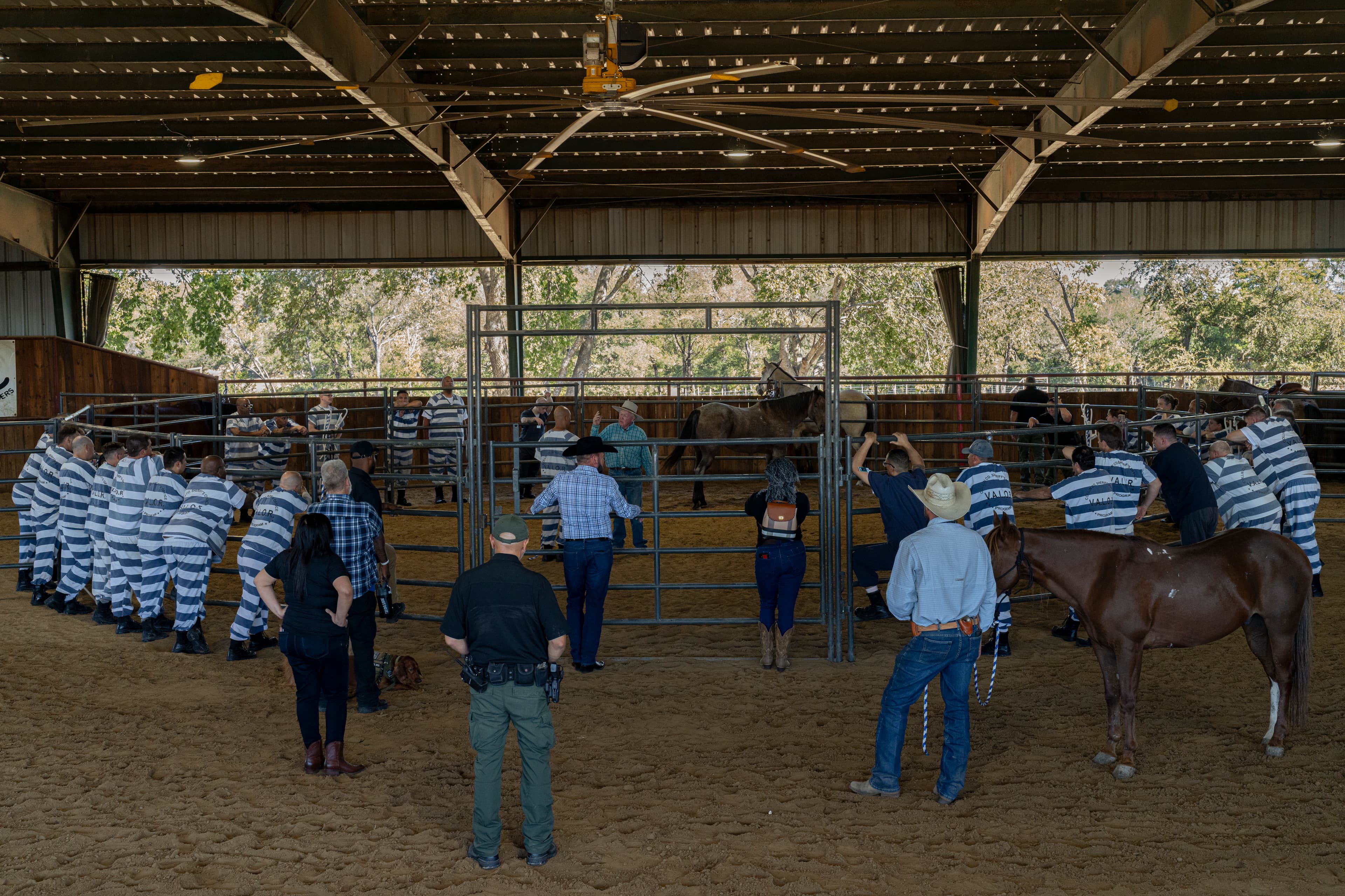 Equine Therapy Documentary 'Act of Service' Highlights Rehabilitation for Incarcerated Veterans cover image